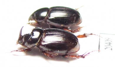 Orphninae sp., pair  Madagascar - INSECTS-STORE.RU