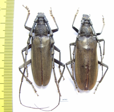 Neocerambyx raddei, pair  Russia, Far East  48/51mm - INSECTS-STORE.RU
