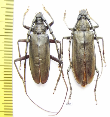 Neocerambyx raddei, pair  Russia, Far East  47/50mm - INSECTS-STORE.RU