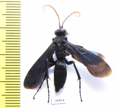 Hymenoptera sp.  Tanzania - INSECTS-STORE.RU