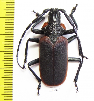 Oropyrodes maculicollis, male  Mexico 45mm - INSECTS-STORE.RU