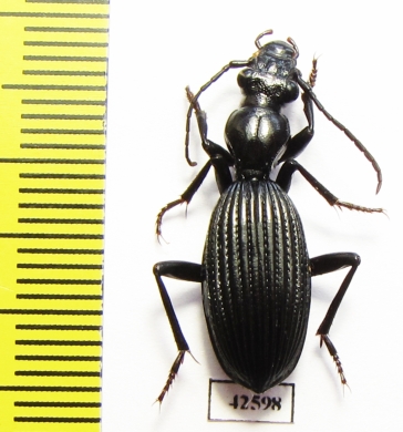 Cypholoba alstoni  South Africa Rep. - INSECTS-STORE.RU