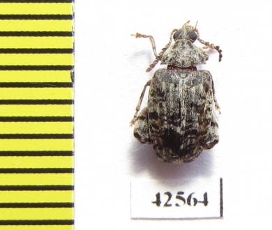 Bruchidae sp.  South Africa Rep. - INSECTS-STORE.RU