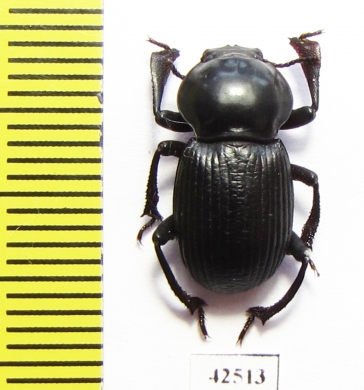 Tenebrionidae sp.  South Africa Rep. - INSECTS-STORE.RU