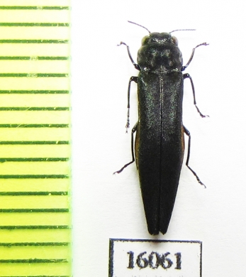 Agrilus agnatus  Laos - INSECTS-STORE.RU
