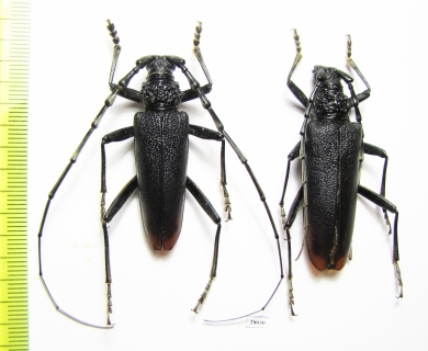 Cerambyx cerdo acuminatus, pair  Russia, Krasnodar reg. 44/49mm - INSECTS-STORE.RU