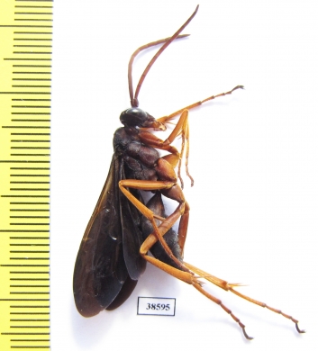 Hymenoptera sp.  Tanzania - INSECTS-STORE.RU