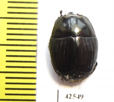 Histeridae sp.  South Africa Rep. - INSECTS-STORE.RU