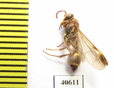 Hymenoptera sp.  India - INSECTS-STORE.RU