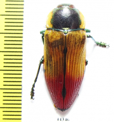 Temognatha variabilis  Australia - INSECTS-STORE.RU