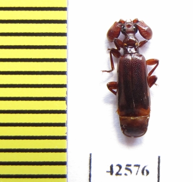 Paussinae sp.  South Africa Rep. - INSECTS-STORE.RU