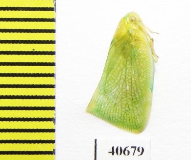 Homoptera sp.  India - INSECTS-STORE.RU