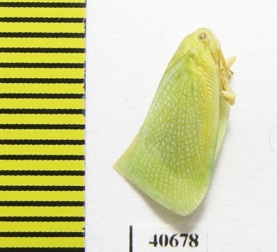 Homoptera sp.  India - INSECTS-STORE.RU