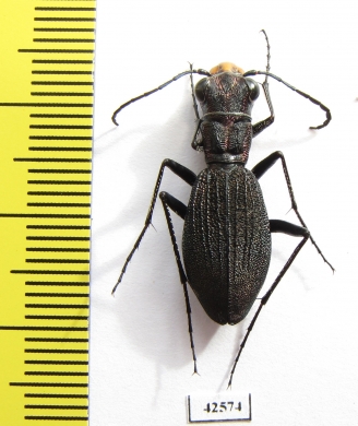 Dromica sp., female  South Africa Rep. - INSECTS-STORE.RU