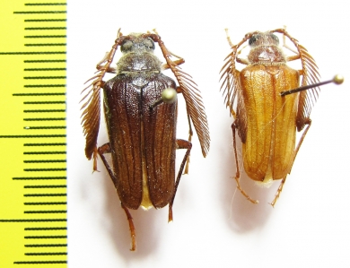 Pogonarthron minutum, male  Iran, Lorestan prov. - INSECTS-STORE.RU