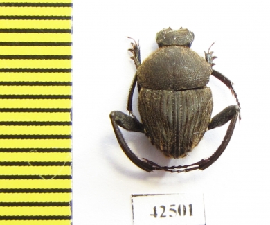 Sisyphus sp.  South Africa Rep. - INSECTS-STORE.RU