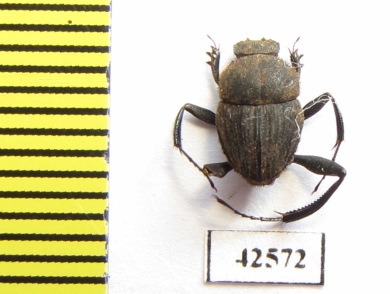 Sisyphus sp.  South Africa Rep. - INSECTS-STORE.RU