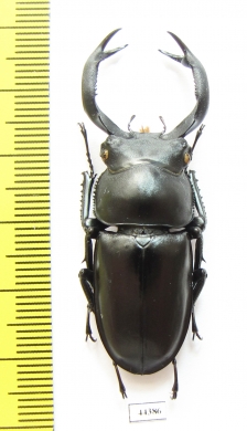 Rhaetulus crenatus crenatus  Taiwan 49mm - INSECTS-STORE.RU