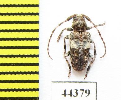 Pogonocherus fasciculatus  Russia, Tver reg. - INSECTS-STORE.RU