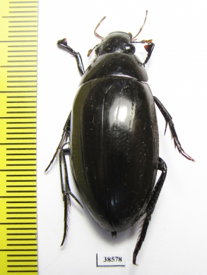 Hydrophilus dauricus, male  Russia, Far East - INSECTS-STORE.RU