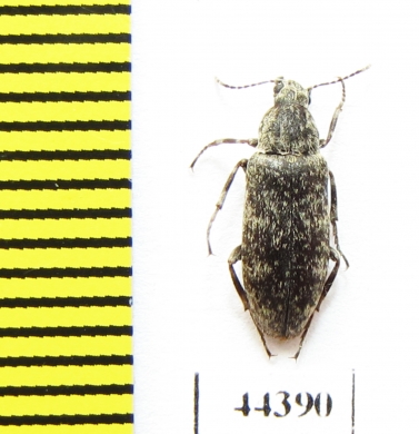 Stenotrachelidae, Scotodes annulatus  Russia, Tver reg. - INSECTS-STORE.RU