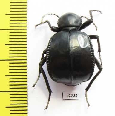 Dichta sp.  South Africa Rep. - INSECTS-STORE.RU