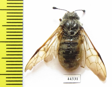 Cimbicidae sp.  Russia, Tver reg. - INSECTS-STORE.RU