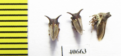 Membracidae sp.  India - INSECTS-STORE.RU