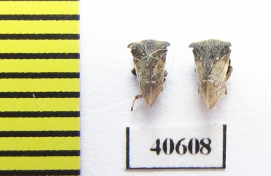 Membracidae sp.  India - INSECTS-STORE.RU