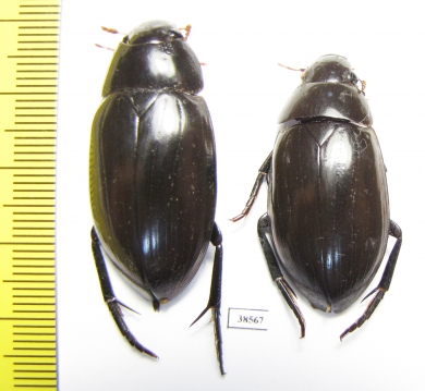 Hydrophilus dauricus, male  Russia, Far East - INSECTS-STORE.RU