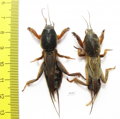 Gryllotalpidae, Gryllotalpa gryllotalpa  Russia - INSECTS-STORE.RU