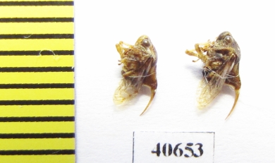 Membracidae sp.  India - INSECTS-STORE.RU