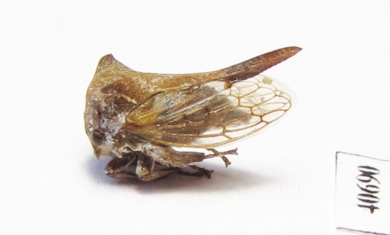 Membracidae sp.  India - INSECTS-STORE.RU