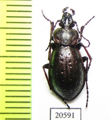 Carabus (Diocarabus) slovtzovi slovtzovi  Russia, Burjatia reg. - INSECTS-STORE.RU