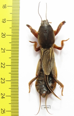 Gryllotalpidae, Gryllotalpa gryllotalpa  Russia - INSECTS-STORE.RU