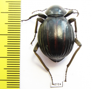 Tenebrionidae sp.  South Africa Rep. - INSECTS-STORE.RU