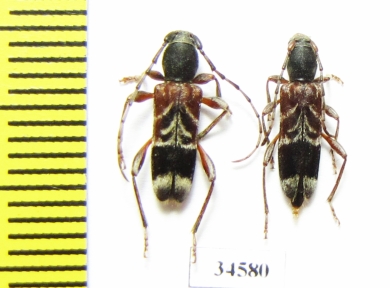 Anaglyptus persicus, pair  Russia, Krasnodar reg. - INSECTS-STORE.RU