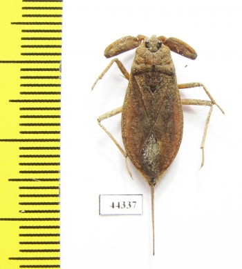 Nepa cinerea  Russia, Tver reg. - INSECTS-STORE.RU