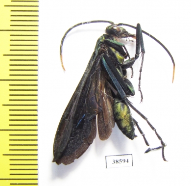 Hymenoptera sp.  Ecuador - INSECTS-STORE.RU