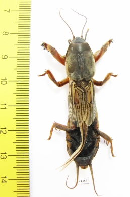 Gryllotalpidae, Gryllotalpa gryllotalpa  Russia - INSECTS-STORE.RU