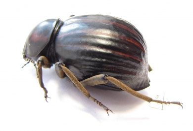 Tenebrionidae sp.  South Africa Rep. - INSECTS-STORE.RU