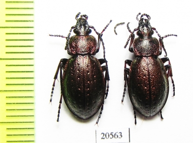 Carabus (Diocarabus) slovtzovi slovtzovi  Russia, Burjatia reg. - INSECTS-STORE.RU