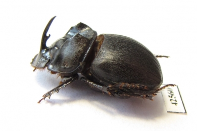 Copris sp.  Botswana - INSECTS-STORE.RU