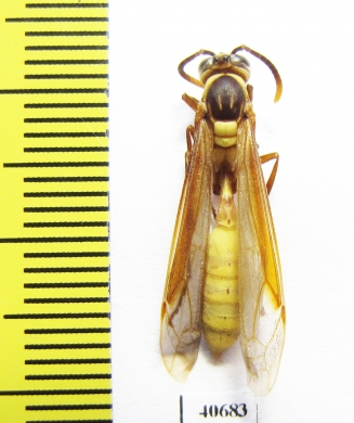 Hymenoptera sp.  French Guiana - INSECTS-STORE.RU