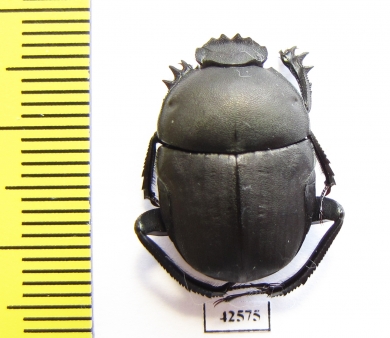 Garreta sp.  Botswana - INSECTS-STORE.RU