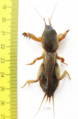 Gryllotalpidae, Gryllotalpa gryllotalpa  Russia - INSECTS-STORE.RU