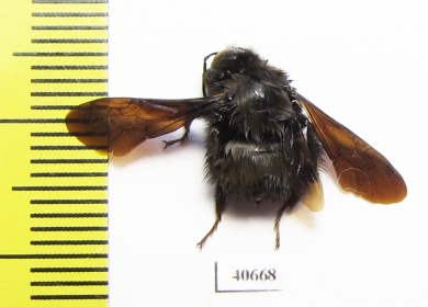 Hymenoptera sp.  Argentina - INSECTS-STORE.RU