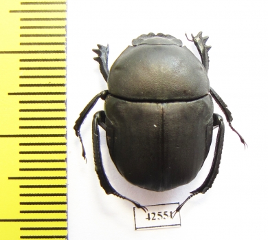 Garreta sp.  Botswana - INSECTS-STORE.RU