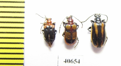 Chrysomelidae sp.  Argentina - INSECTS-STORE.RU