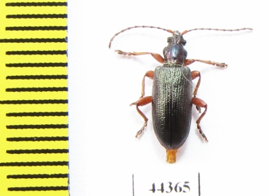 Chrysomelidae sp.  Russia, Tver reg. - INSECTS-STORE.RU